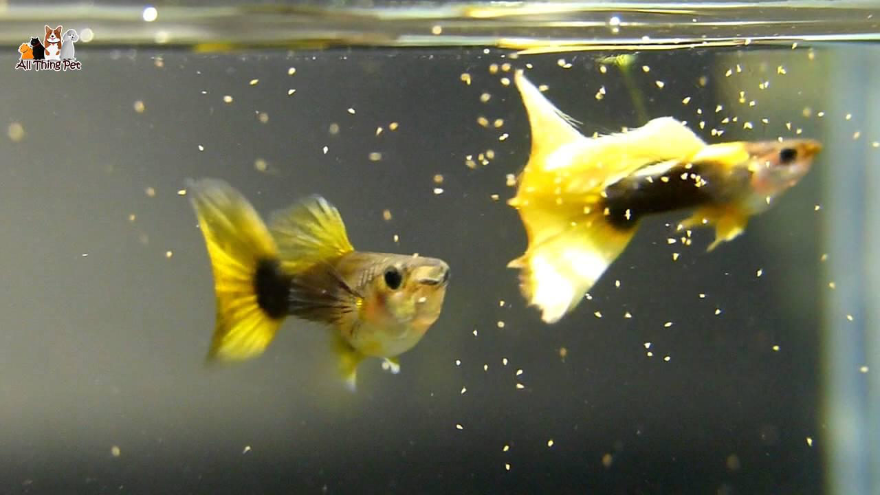 Cá Bảy Màu Gold Tuxedo: Hướng Dẫn Chăm Sóc Cho Người Mới
