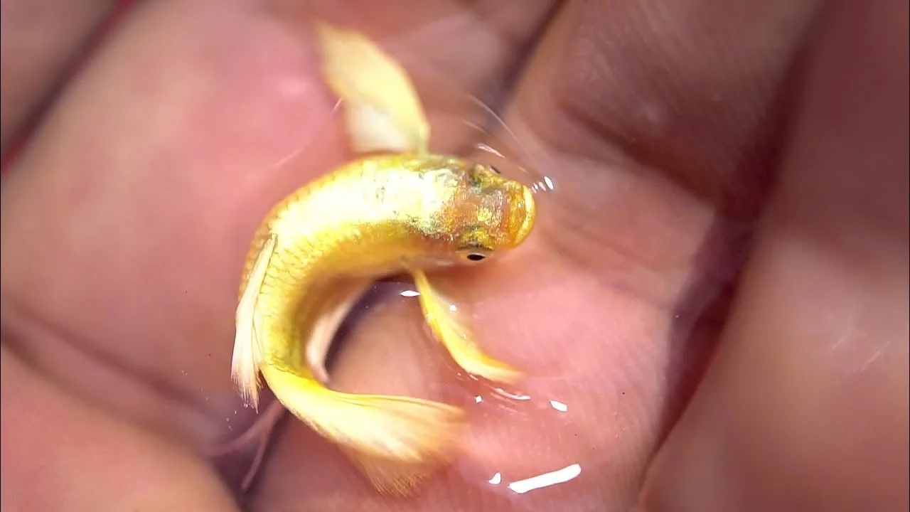 Guppy Gold Tuxedo có thể ăn được cả thức ăn khô và thức ăn tươi sống