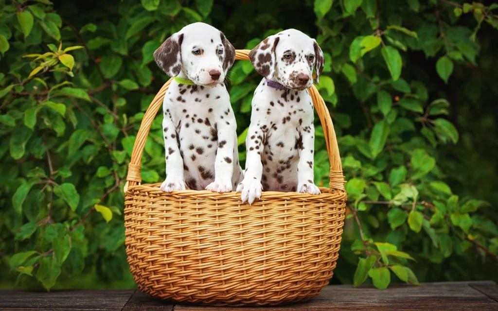 Một Số Lưu Ý Khi Nuôi Chó Đốm