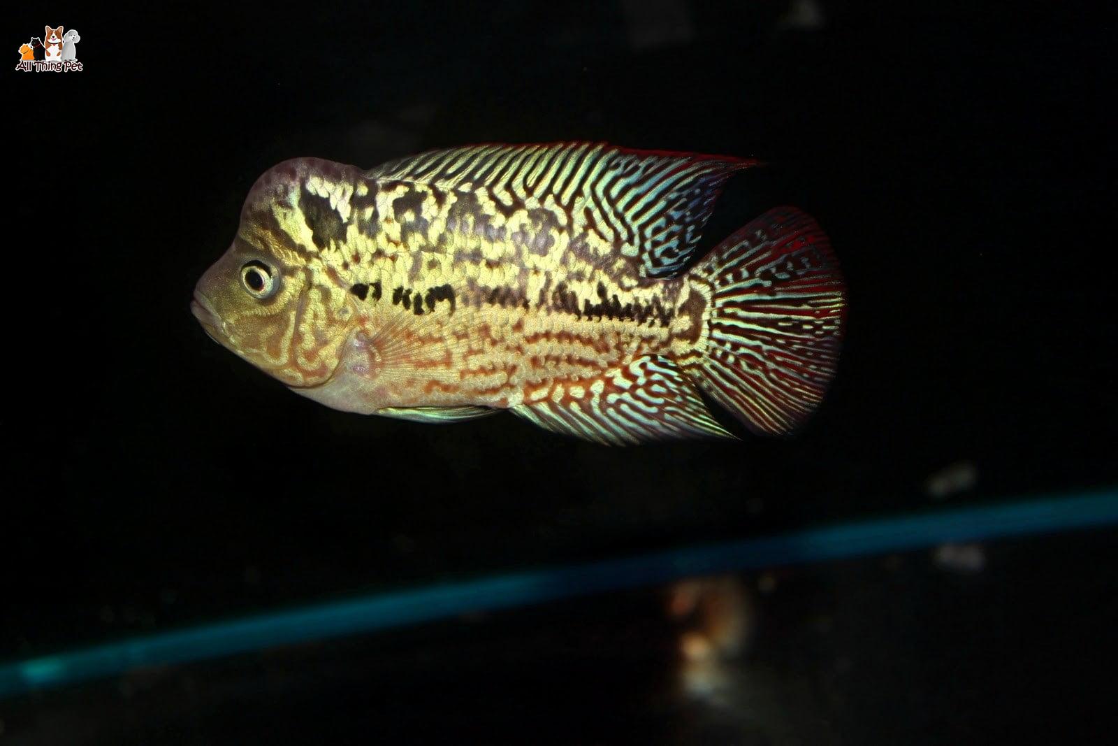 Bí quyết chăm sóc cá La Hán con khỏe mạnh, phát triển toàn diện