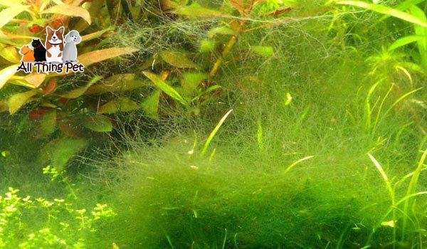 Loại bỏ và ngăn ngừa tảo trong bể cá cảnh thủy sinh