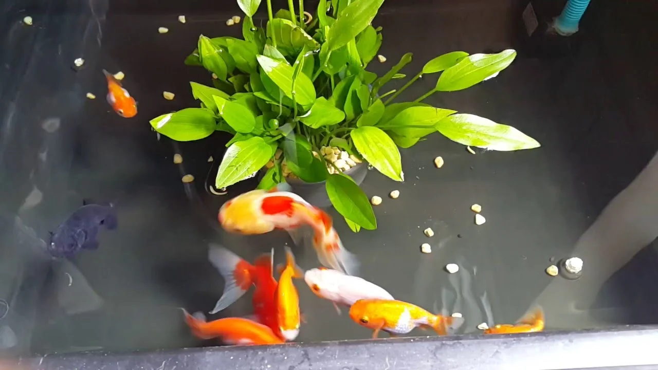 Nuôi cá cảnh không cần oxi