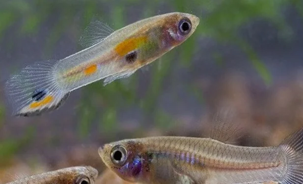 Chăm sóc cá bảy màu con