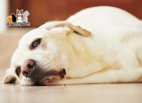 Chó Bị Nghẹt Mũi - Nguyên Nhân, Cách Điều Trị Hiệu Quả