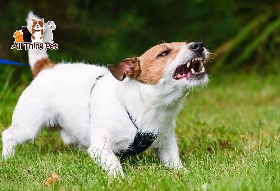 Giải Pháp Cho Chó Bị Tăng Động - Vấn Đề Về Sức Khỏe