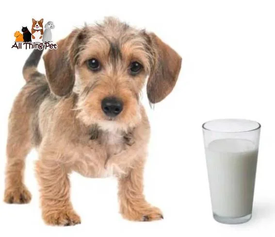 Những Điều Cần Biết Khi Cho Chó Uống Sữa