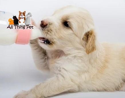 Cho Chó Uống Sữa Vinamilk Được Không? Chọn Sữa Cho Chó