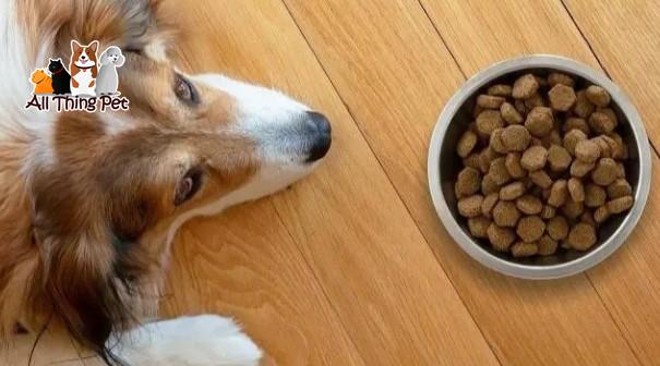 Mẹo Kích Thích Vị Giác Khi Chó Không Chịu Ăn Hạt