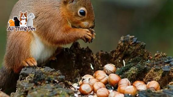 Con Sóc Ăn Hạt Gì? – Giải Đáp Thắc Mắc Cho Người Nuôi