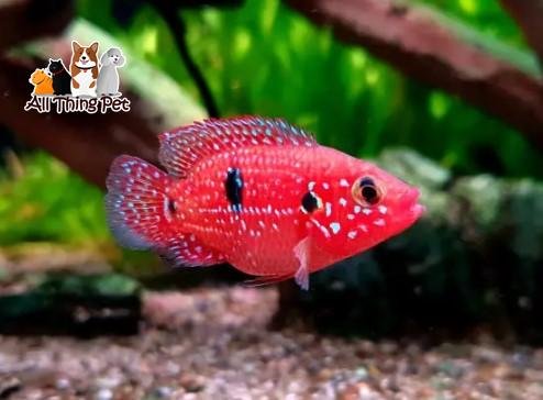 Cẩm Nang Nuôi Cá Kim Cương Đỏ, Cá Kim Cương Xanh