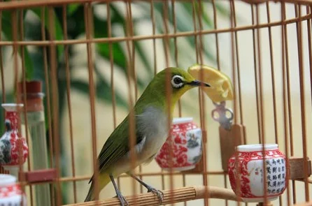 Nên Cho Chim Khuyên Ăn Cám Gì