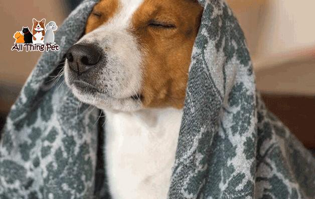 Cẩm Nang Chăm Sóc Chó Bị Động Kinh – Dấu Hiệu, Kinh Nghiệm