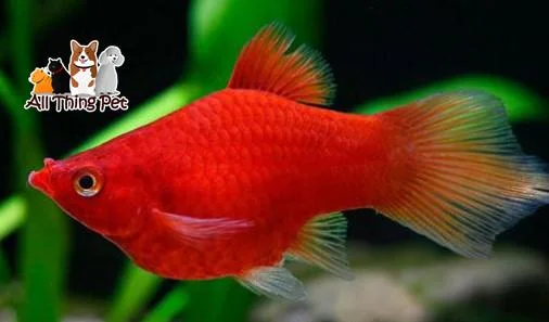 Hướng Dẫn Xử Lý Cá Sắp Đẻ