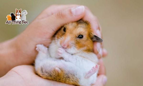 Hamster Bị Nổi Cục U: Nguyên Nhân Và Phương Pháp Điều Trị