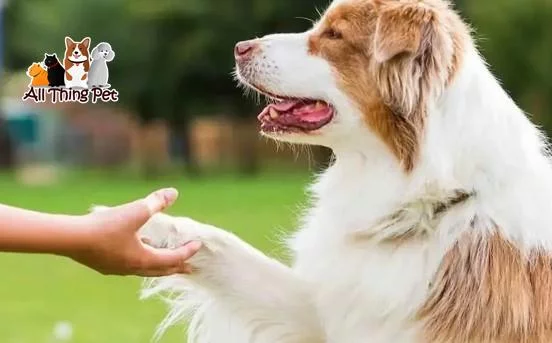 Huấn Luyện Chó Biết Chào Hỏi