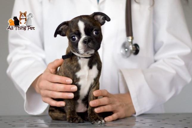 Kinh Nghiệm Chữa Chó Bị Parvo - Dấu Hiệu Và Cách Chữa Trị