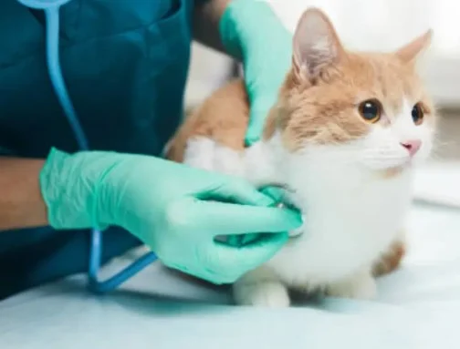 Phòng Ngừa Ký Sinh Trùng Máu ở Mèo