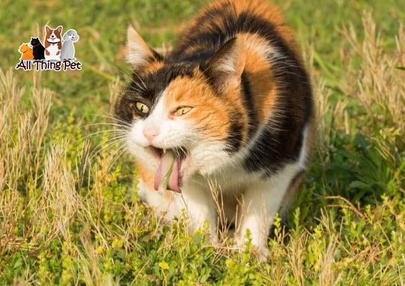 Mèo Nôn Ra Dịch Vàng: Nguyên Nhân Và Cách Xử Lý Tại Nhà