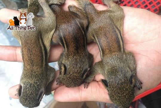 Kinh Nghiệm Nuôi Sóc Sinh Sản: Bí Quyết, Kỹ Năng Chăm Sóc