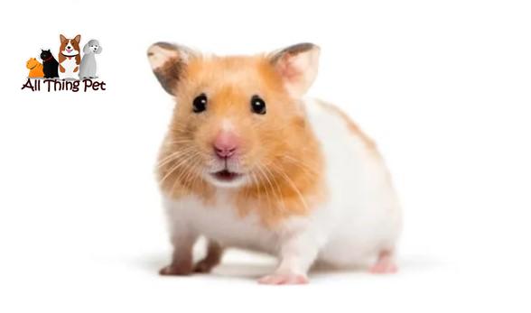 Thuốc Trị Tiêu Chảy Cho Hamster An Toàn, Hiệu Quả