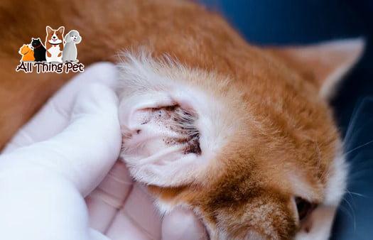 Phương Pháp Hiệu Quả Trị Rận Tai Cho Mèo Mà Bạn Cần Biết
