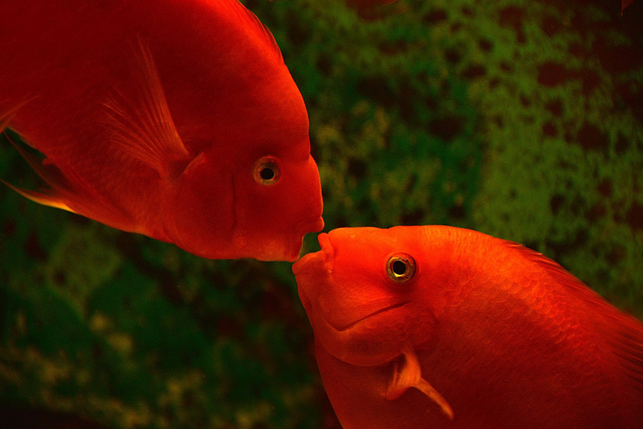 Hồng két là một loại cá được lai tạo của loài Amphilophus citrinellus vs loài Cichlid đỏ