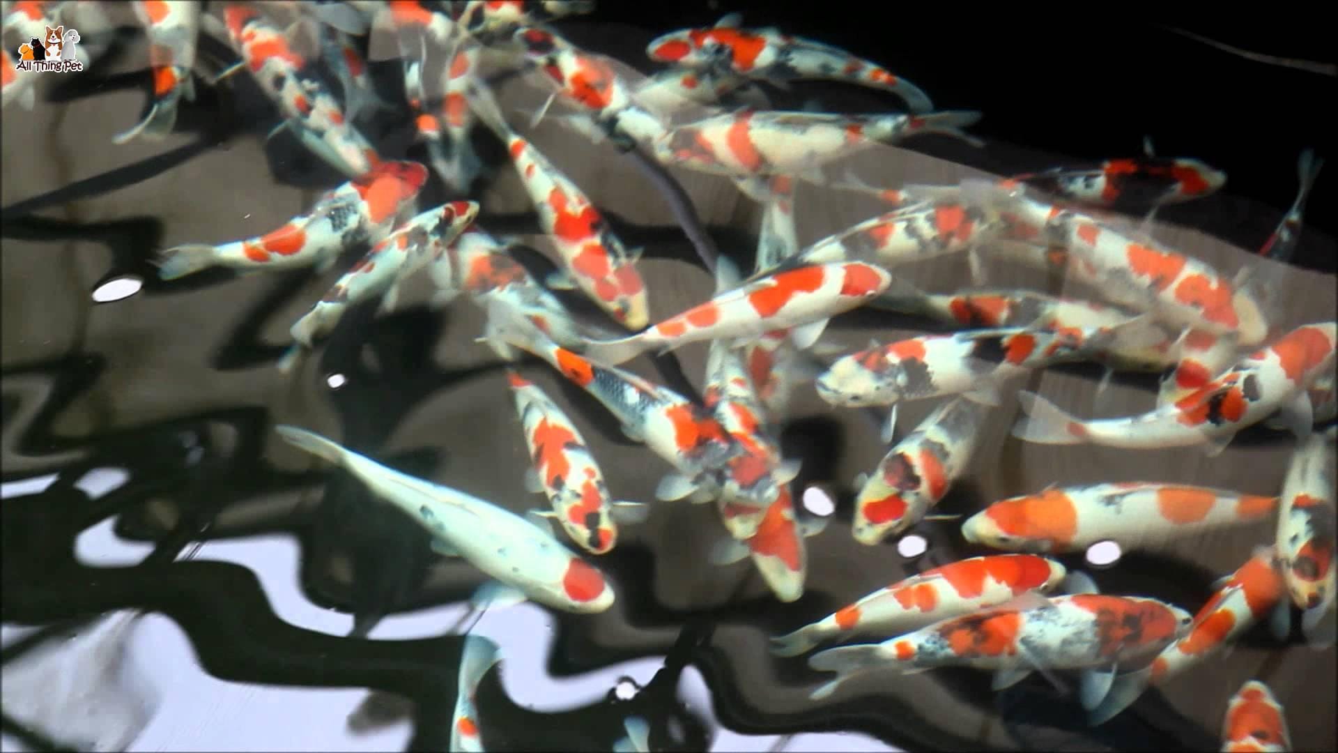 Làm sao để biết cá Koi sắp đẻ - cách chăm sóc và chuẩn bị hồ sinh