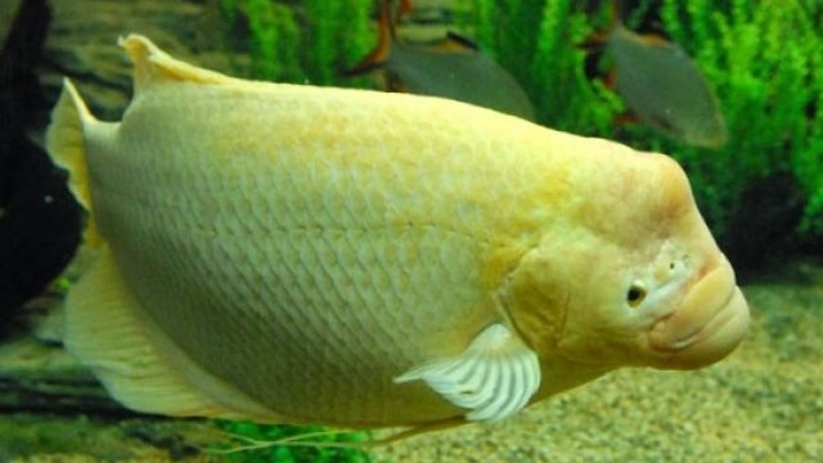 Cá tai tượng khá dữ và hay đánh cũng như ăn thịt các loại cá cảnh khác