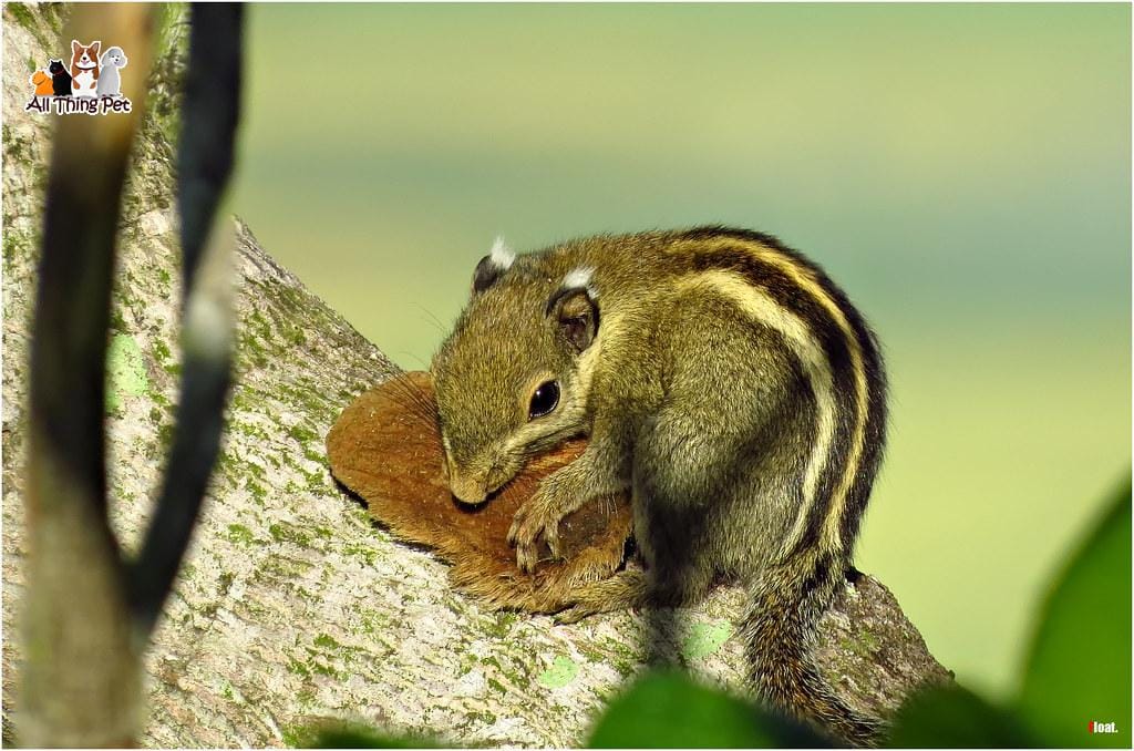 Một số thông tin về Sóc Nhen mà bạn không thể bỏ qua nếu có ý định nuôi