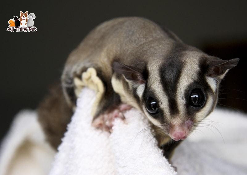 Sóc bay Úc – Loài vật đáng yêu khiến bao người chết mê chết mệt