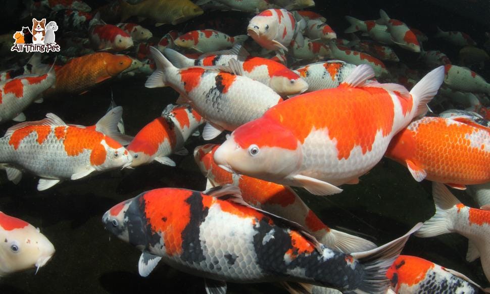 Tìm hiểu về nguồn gốc của cá Koi – loài cá cảnh biểu tượng cho may mắn