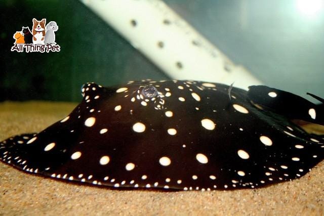 Những loại cá cảnh đắt nhất thế giới khiến bạn phải trầm trồ