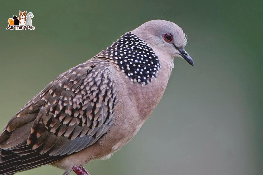 Điểm danh những loại cu gáy phổ biến nhất ở nước ta