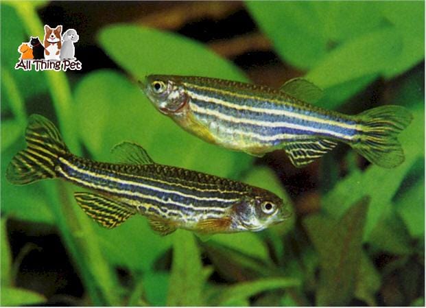 Bật mí những thông tin thú vị và bổ ích về giống cá ngựa vằn