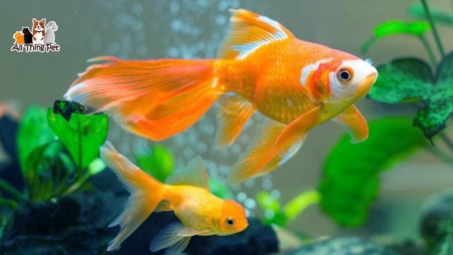 Mách bạn những loại cá cảnh phong thủy được cho tài lộc