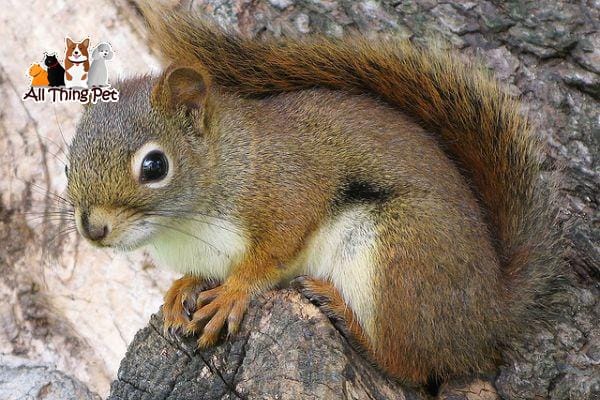 Cùng tìm hiểu giống Sóc Bông Việt Nam có điểm gì đặc biệt