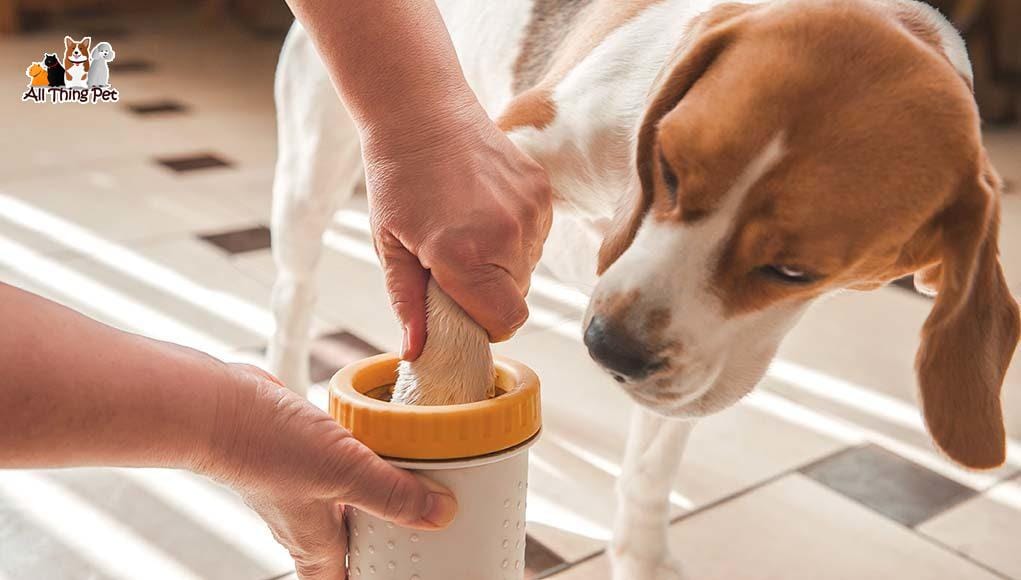 Mẹo khử mùi hôi chân cho cún cưng luôn thơm tho và khỏe mạnh