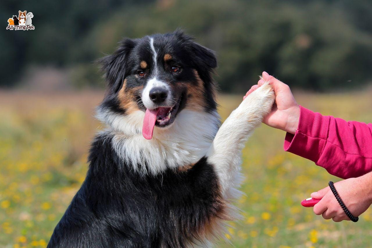 Làm thế nào để chủ nuôi nhận biết chó khôn ngoan và thông minh?