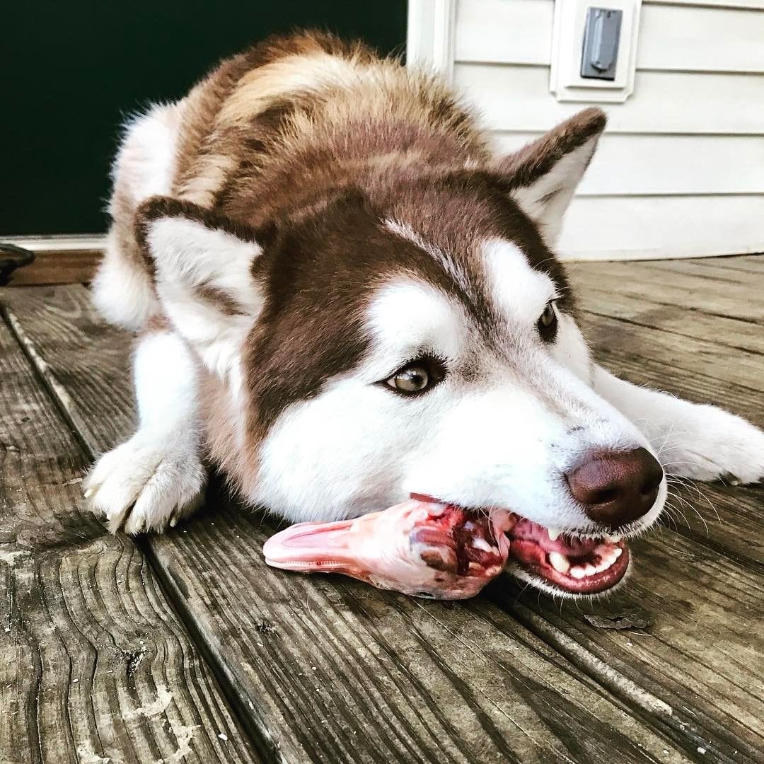 Cách bổ sung dinh dưỡng cho chó ốm còi