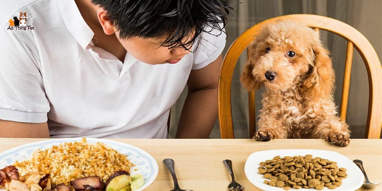 Bật mí chế độ dinh dưỡng cho chó phát triển khỏe mạnh và mau lớn