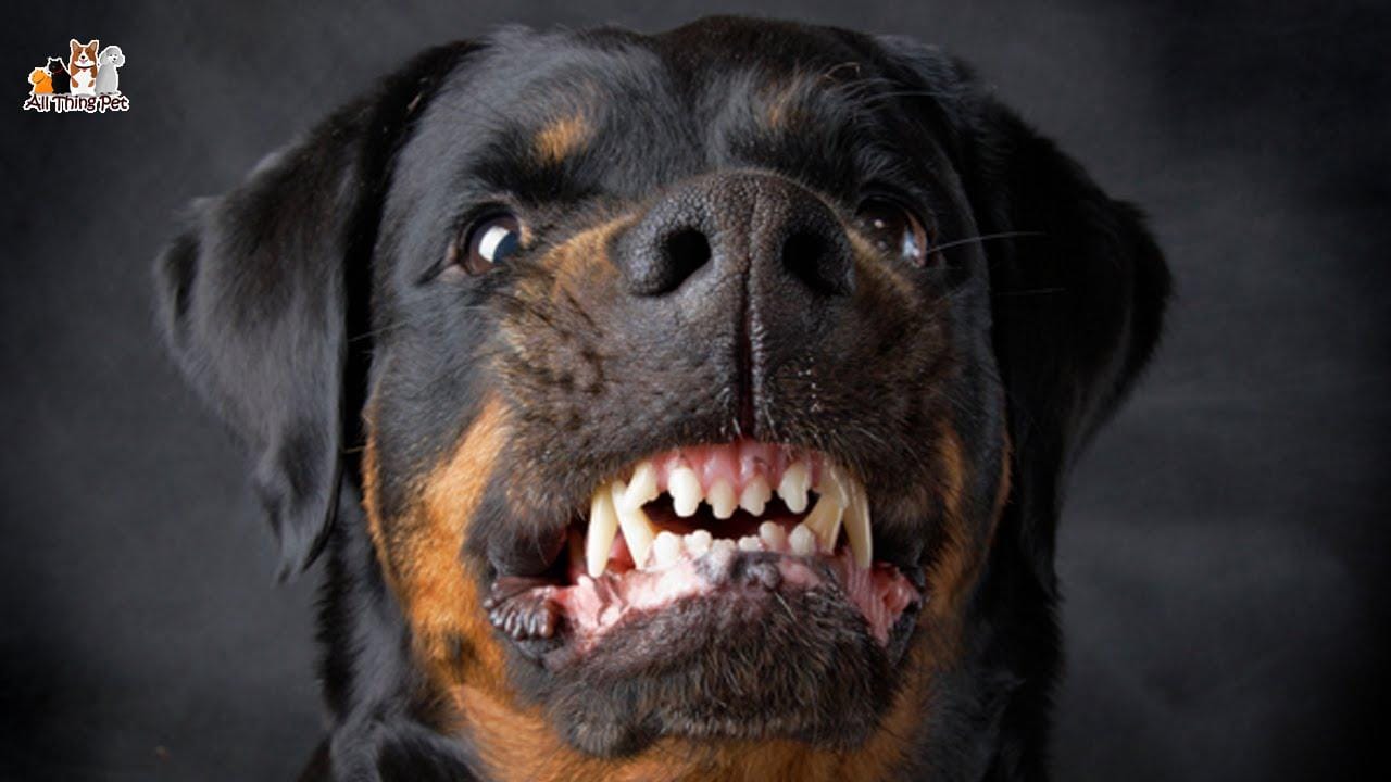 Các sai lầm khi huấn luyện chó khiến thú cưng ngày càng hung dữ