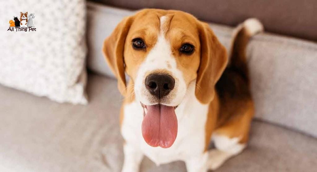 Top phụ kiện cho chó mà Sen nào cũng nên sắm cho thú cưng