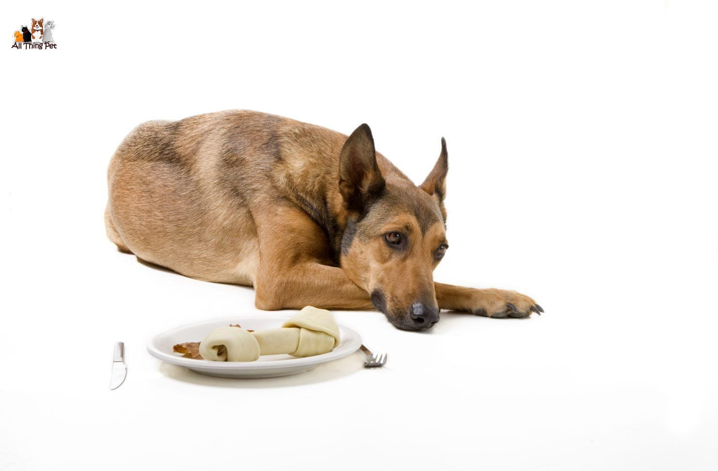 Khám phá những nguyên nhân khiến chó bỏ ăn để chữa trị hiệu quả