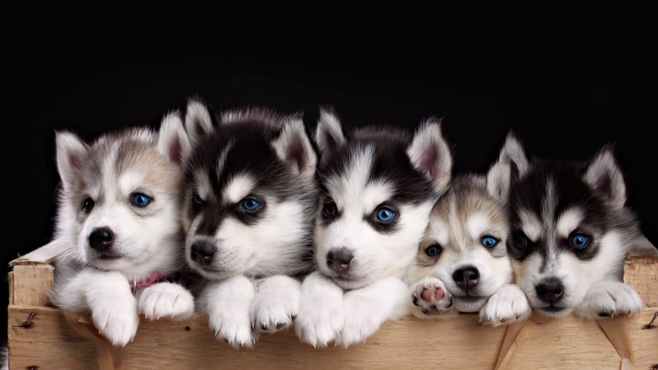 Thông tin và đặc điểm giống chó Husky Sibir