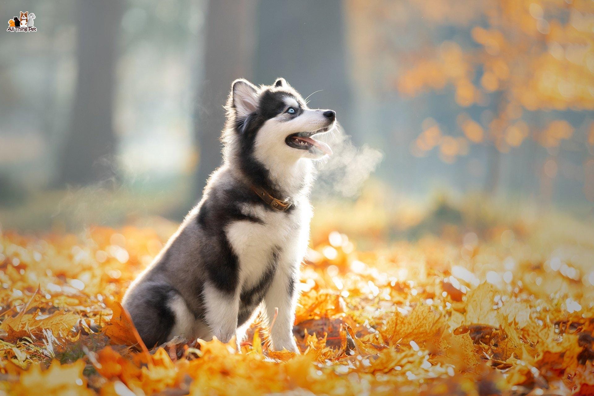 Chó Husky Sibir thường dễ mắc phải các loại bệnh nào nhất?