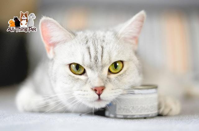 Pate có lợi ích gì với mèo? Cách để có pate ngon cho mèo