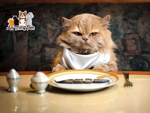 Mách bạn những món ăn khoái khẩu khiến mèo thích mê mệt
