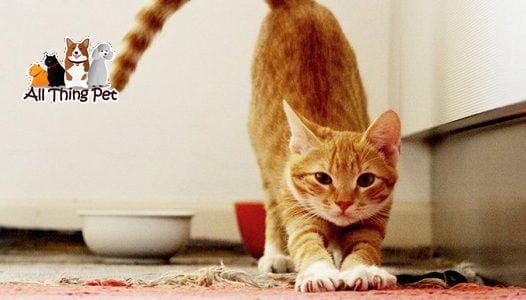 Chủ nuôi nên làm gì khi phát hiện mèo đến thời điểm động đực