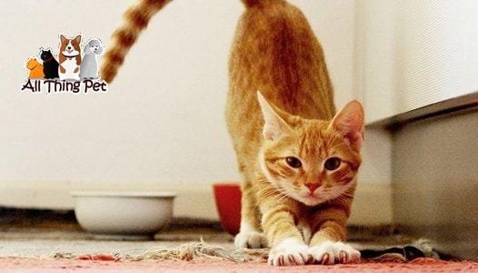 Chủ nuôi nên làm gì khi phát hiện mèo đến thời điểm động đực