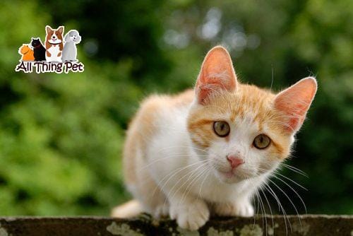 Các nguyên nhân khiến mèo chảy dãi và mẹo phòng tránh hiệu quả - Tin Tức Vật Nuôi 24h